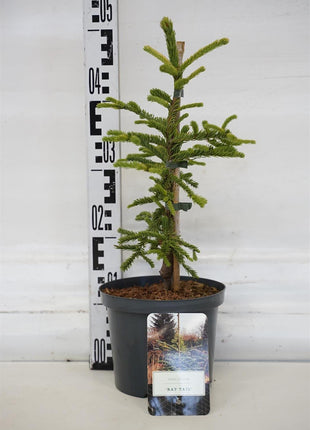 Abies procera 'Rat Tail'