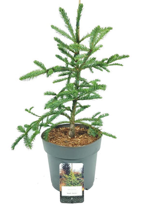 Abies procera 'Rat Tail'
