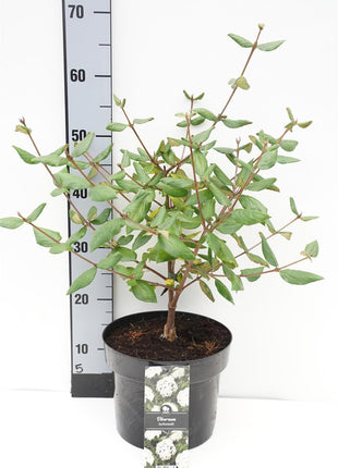 Viburnum burkwoodii