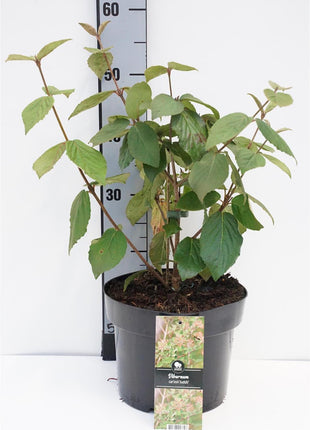 Viburnum carlesii 'Juddii'