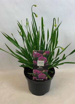Allium 'Millennium'