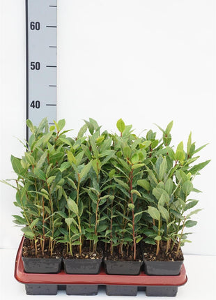 Laurus nobilis