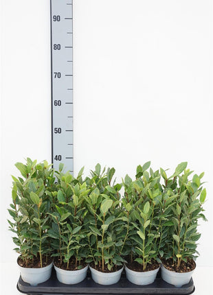 Laurus nobilis