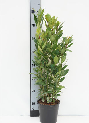 Laurus nobilis