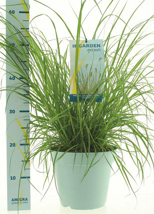Pennisetum al. 'Hameln'