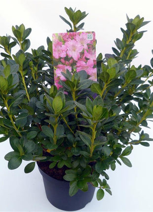 Rhododendron (AJ) 'Kirstin'