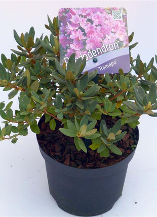 Rhododendron 'Ramapo'
