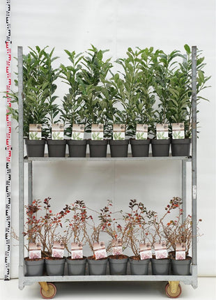Prunus in cultivars