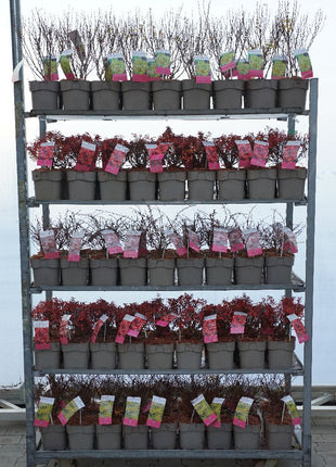 Berberis in cultivars