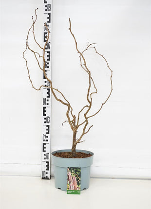 Corylus a. 'Red Majestic'