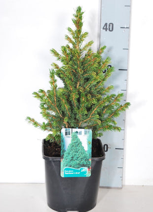 Picea gl. 'Rainbow's End'