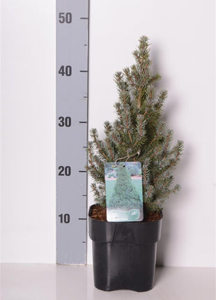 Picea gl. 'Sander's Blue'