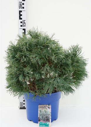 Pinus strobus 'Green Curls'