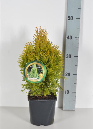 Thuja occ. 'Golden Smaragd'