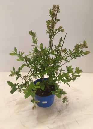 Vaccinium cor. 'Bonus'