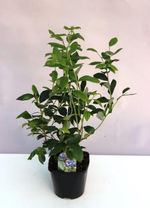 Vaccinium cor. 'Chandler' (early/middle)
