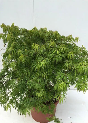 Acer pal. 'Dissectum'