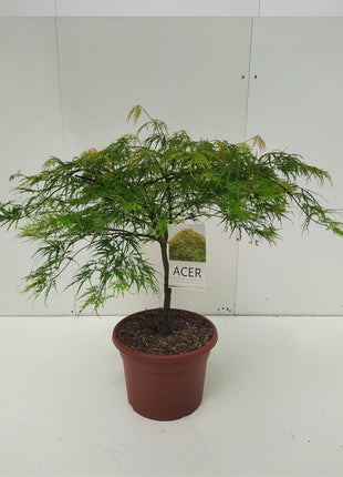 Acer pal. 'Dissectum'