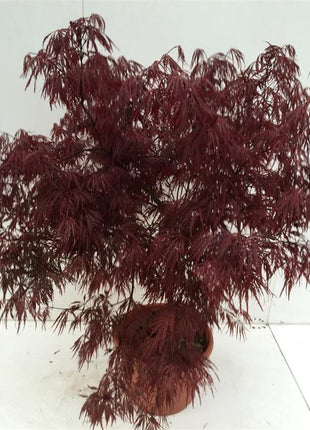 Acer pal. 'Garnet'