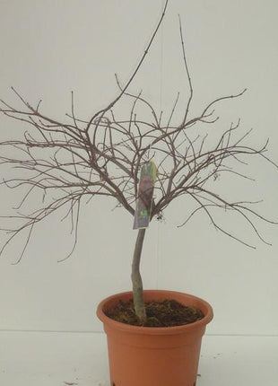 Acer pal. 'Garnet'
