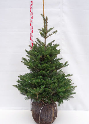 Abies koreana