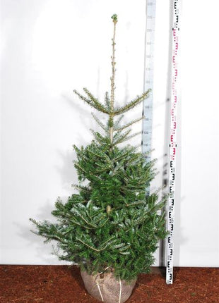 Abies koreana
