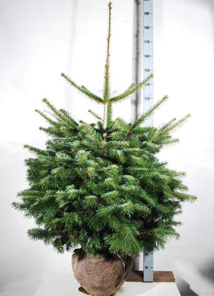 Abies nordmanniana