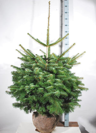 Abies nordmanniana