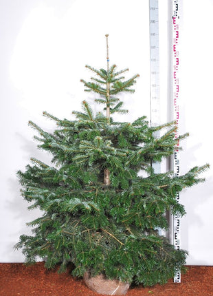 Abies nordmanniana