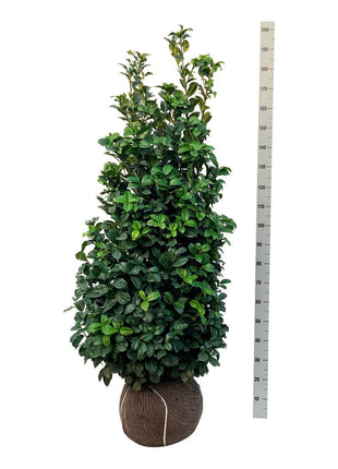 Prunus laur. 'Ani'