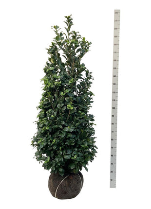 Prunus laur. 'Ani'