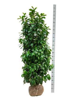 Prunus laur. 'Antonius'