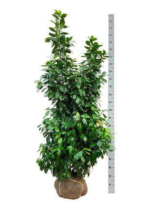 Prunus laur. 'Antonius'