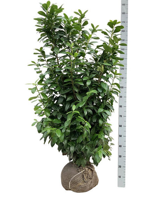 Prunus laur. 'Antonius'