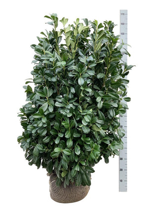 Prunus laur. 'Bonaparte'®