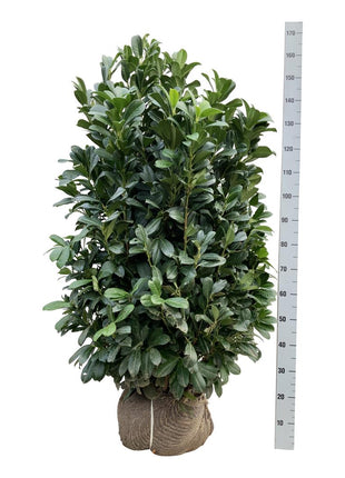 Prunus laur. 'Bonaparte'®