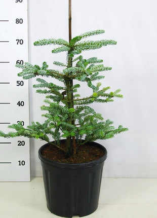 Abies koreana 'Silberlocke'