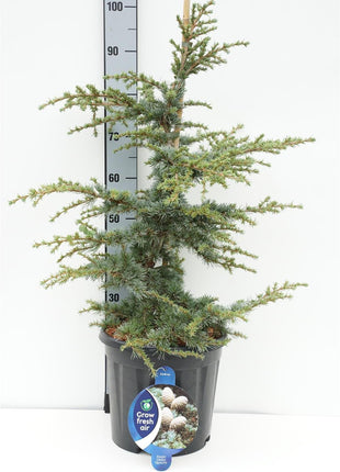 Cedrus libani 'Sapphire Nymph'