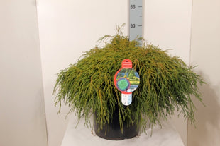Chamaecyparis p. 'Filifera Nana'