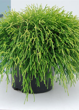Chamaecyparis p. 'Sungold'