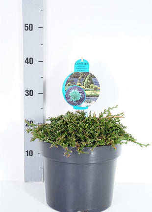 Juniperus hor. 'Icee Blue'