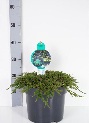 Juniperus hor. 'Pancake'