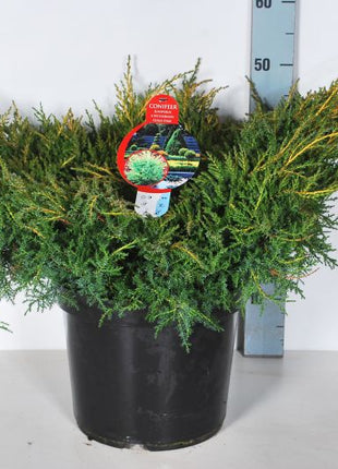 Juniperus pf. 'Gold Star'