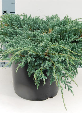 Juniperus squa. 'Blue Carpet'