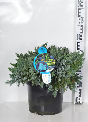 Juniperus squa. 'Blue Star'