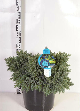 Juniperus squa. 'Blue Star'