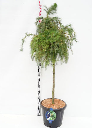 Larix dec. 'Little Bogle'