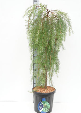 Larix kaempf. 'Boring Weeper'