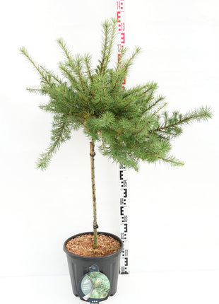 Larix kaempf. "Grå pärla"