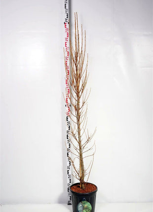 Larix kaempf. 'Jakobsen's Pyramid'